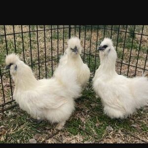 Silkie Chicken hatching eggs 8 Eggs RARE Silkie Chicken